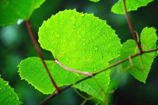 Image of Amur grape