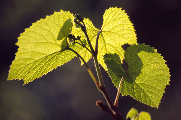 Image of Amur grape