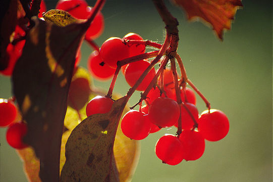 Image of Sargent's Viburnum