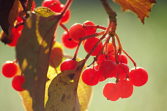 Image of Sargent's Viburnum