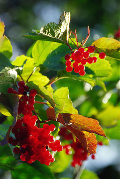 Image of Sargent's Viburnum