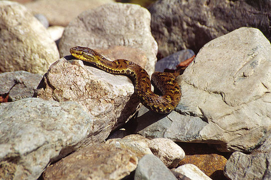 Gloydius blomhoffii (H. Boie 1826) resmi