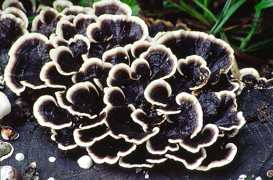 Image de Trametes versicolor (L.) Lloyd 1921