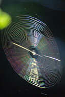 Sivun Ristihämähäkit kuva