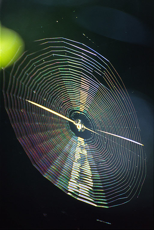 Sivun Ristihämähäkit kuva