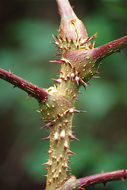 Image of Japanese angelica tree