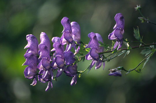 Image of <i>Aconitum axilliflorum</i>