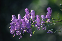 Image of <i>Aconitum axilliflorum</i>