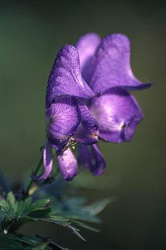 Image of <i>Aconitum axilliflorum</i>