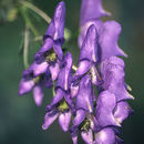 Image of <i>Aconitum axilliflorum</i>