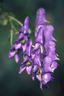 Image of <i>Aconitum axilliflorum</i>