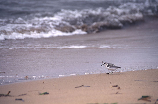 Image of Sanderling