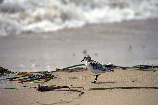 Image of Sanderling