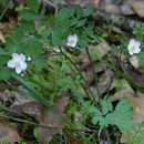 Image of western false rue anemone