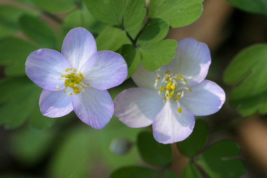 Image of western false rue anemone