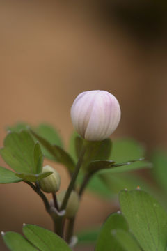 Image of western false rue anemone