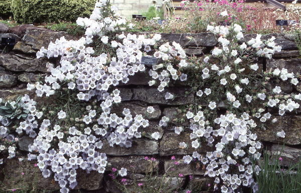 Image of Campanula formanekiana Degen & Dörfl.