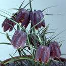 Image of Fritillaria orientalis Adams