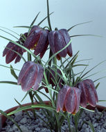 Слика од Fritillaria orientalis Adams