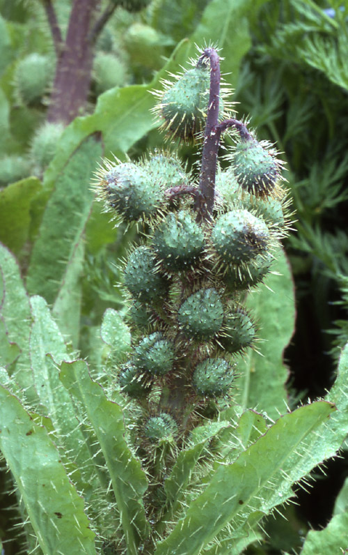 Image of Meconopsis horridula Hook. fil. & Thomson