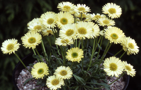 Image of alpine yellow fleabane