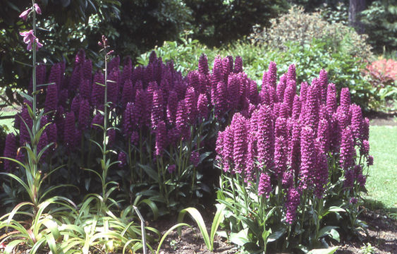 Dactylorhiza elata (Poir.) Soó的圖片