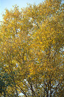 Image of Asian white birch