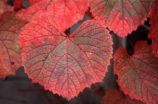 Image of Amur grape