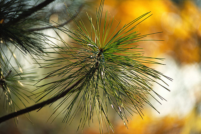 Image of Korean Pine