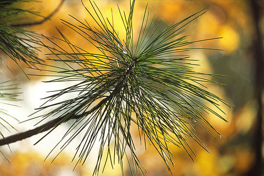 Imagem de Pinus koraiensis Siebold & Zucc.