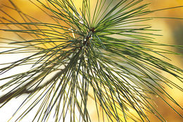 Image of Korean Pine