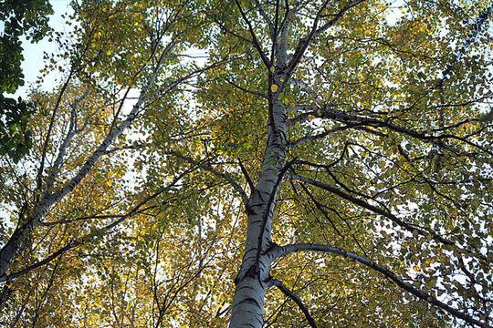 Image of <i>Betula platyphylla</i>