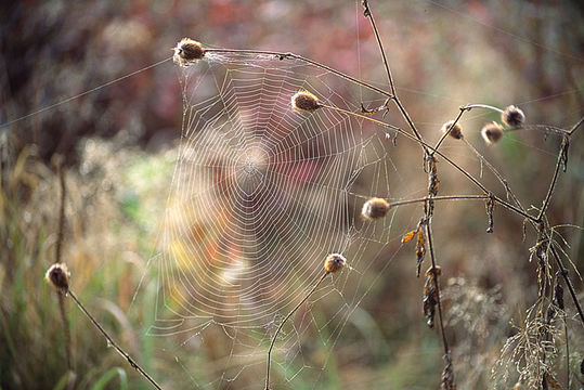 Image of orb weavers