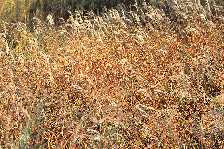 Image of Chinese silvergrass