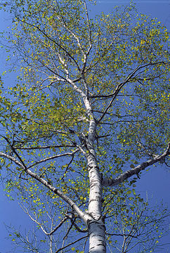 Image of <i>Betula platyphylla</i>