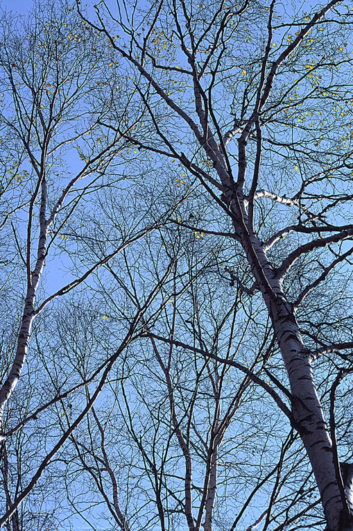 Image of Asian white birch