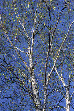 Imagem de <i>Betula platyphylla</i>