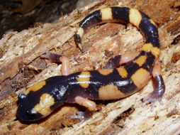 Image of Common Ensatina