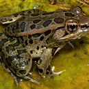 Image of Rio Grande Leopard Frog
