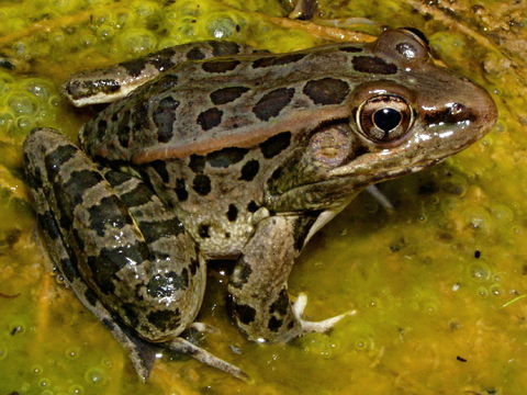 Imagem de Lithobates berlandieri (Baird 1859)