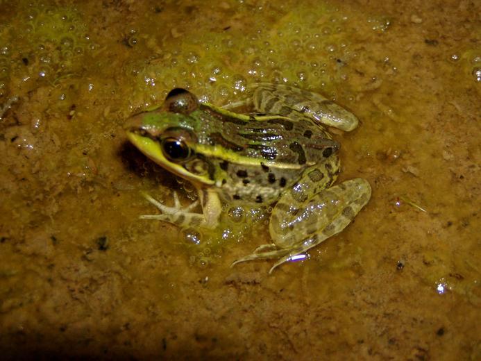 Image of Rio Grande Leopard Frog