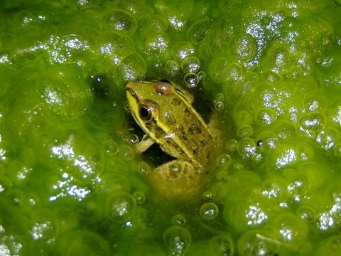 Imagem de Lithobates berlandieri (Baird 1859)