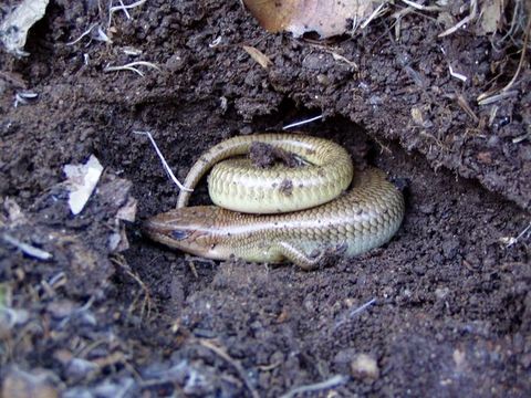 Plestiodon gilberti (Van Denburgh 1896) resmi