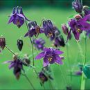 Plancia ëd Aquilegia vulgaris L.