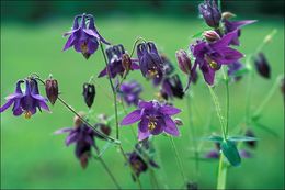 Image of Common columbine