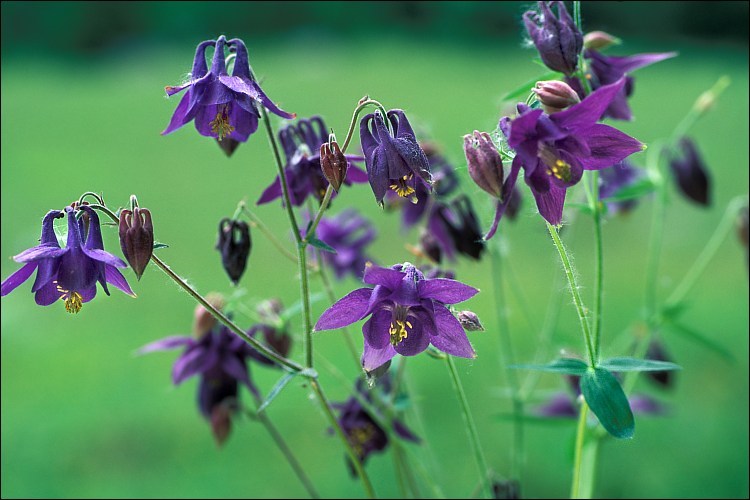 Plancia ëd Aquilegia vulgaris L.