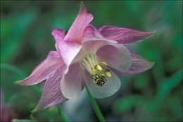 Plancia ëd Aquilegia vulgaris L.