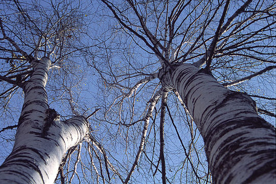 Image of <i>Betula platyphylla</i>