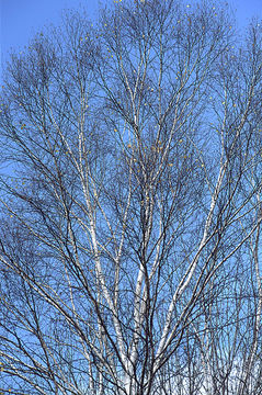 Image of <i>Betula platyphylla</i>