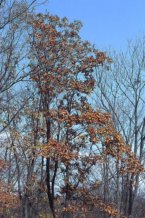 صورة Quercus mongolica Fisch. ex Ledeb.